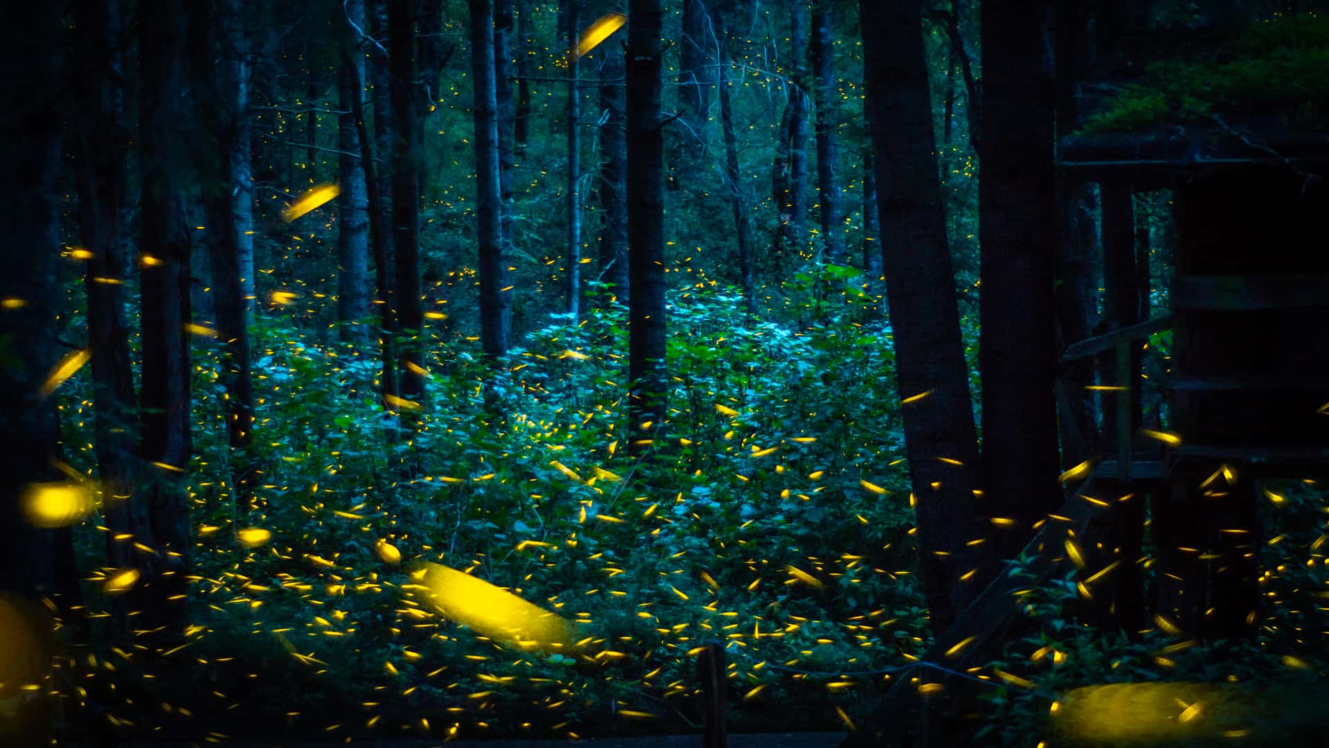 luciernagas en un bosque de tlaxcala para indicar las localidaes con internet