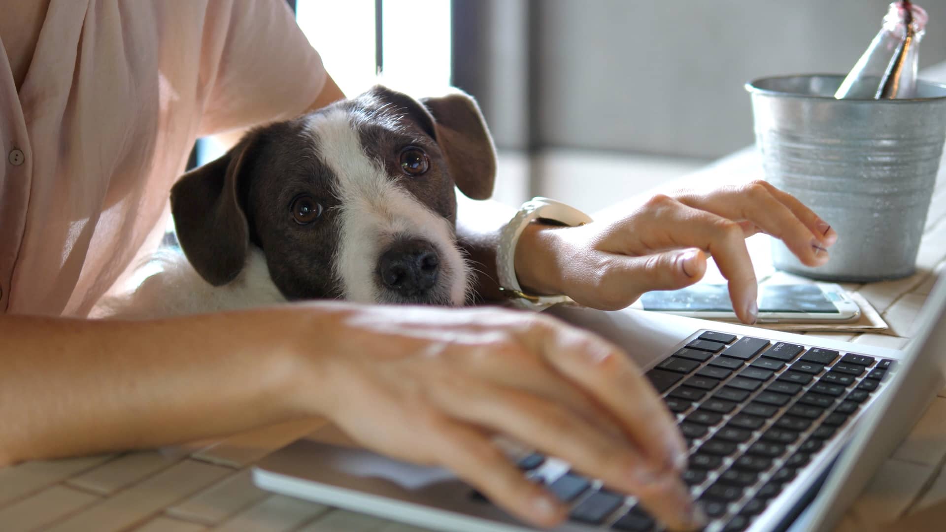 mujer con su perro utilizando el ordenador garcias a un paquete de internet de dish